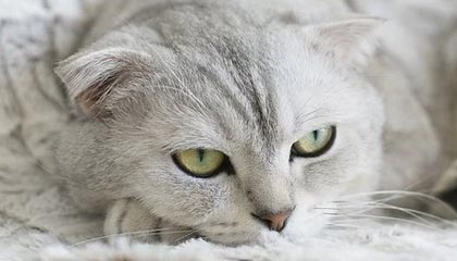 爱游戏体育-中国三人女篮坚持科学训练，中国队三人女篮