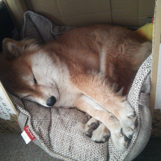 荷兰女足在预选赛中以0-2不敌德国，未能晋级巴黎奥运会，荷兰女足比赛结果