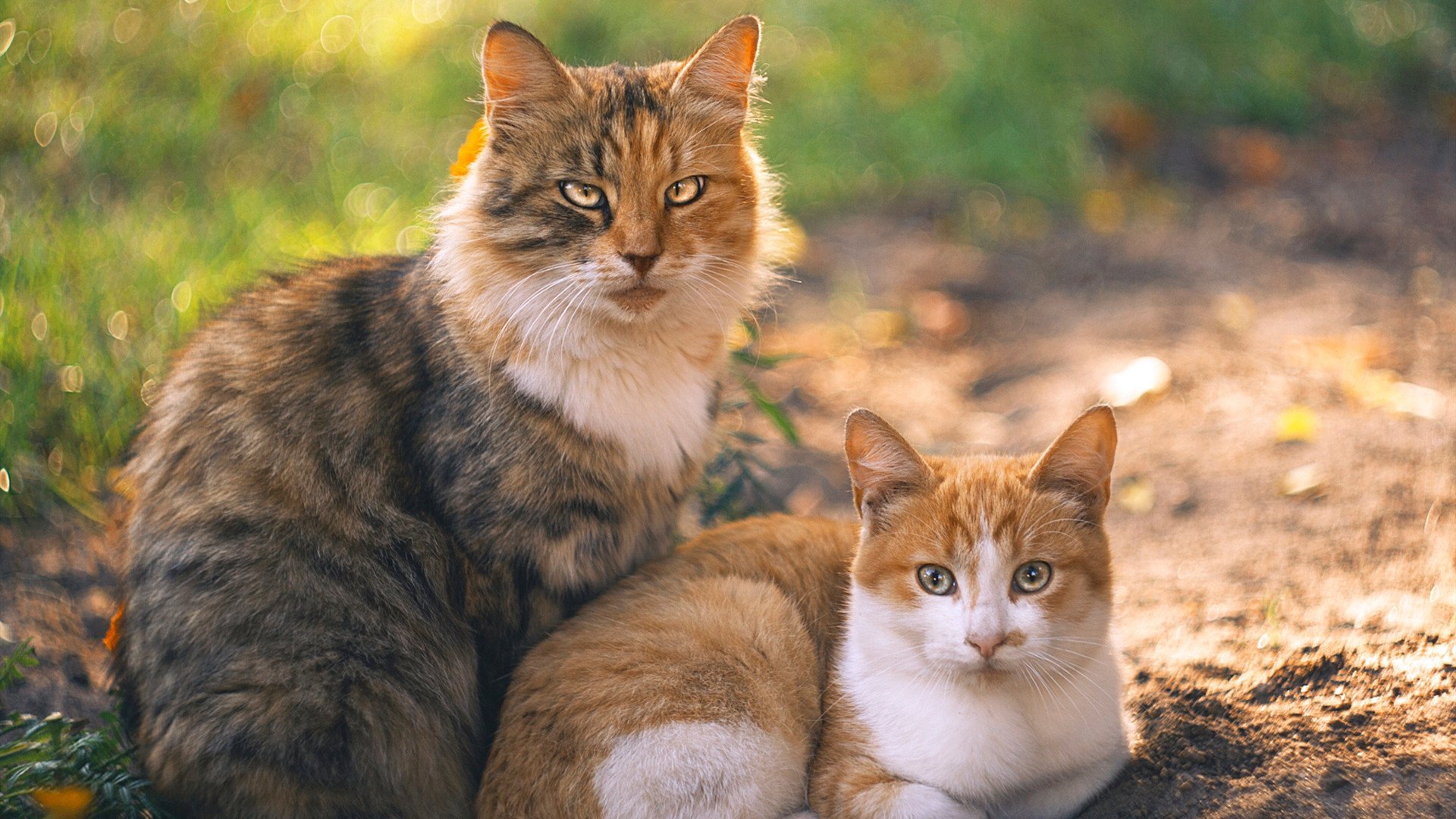 足球影视短片创作计划启动扶持青年导演，足球剪辑