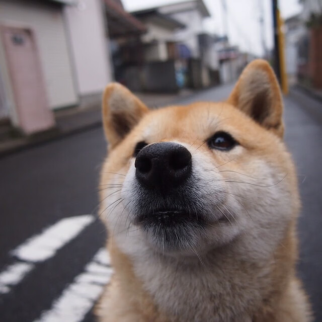 青少年裁判“智能调度+实战演练”在行业中实现标准化应用