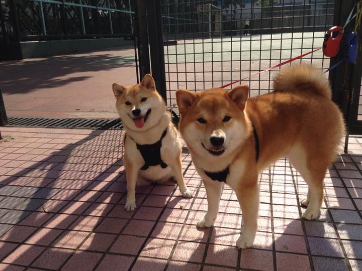 爱游戏体育客户端-黄蜂新星当选最佳进步球员，得票率超70%，黄蜂球员2021