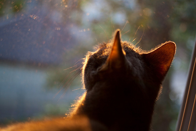 LPL新版本英雄调整备受关注,lpl改版