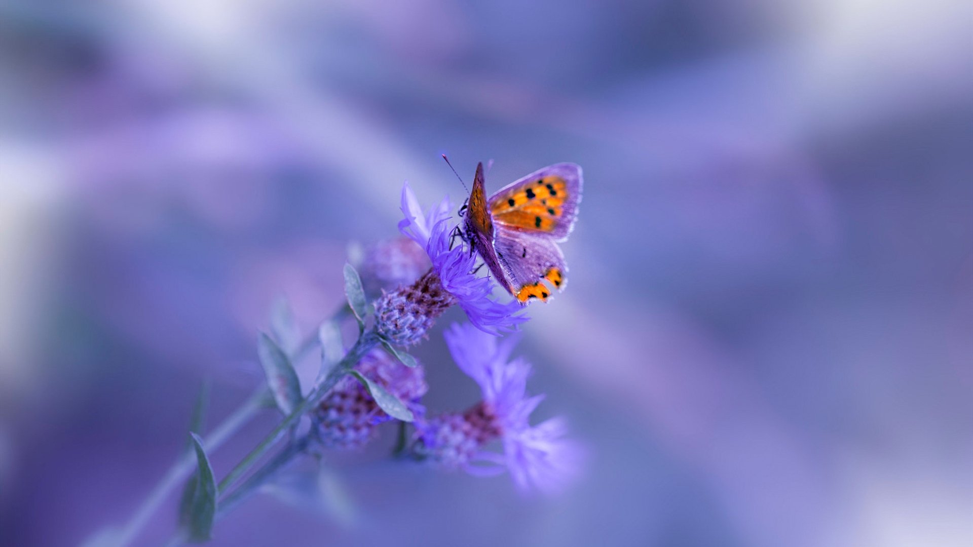 克罗地亚欧预赛夺冠，晋级形势向好，克罗地亚欧预赛战绩