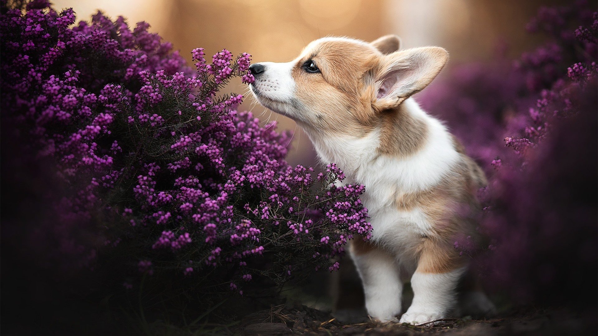 冬奥历史新篇章：墨西哥男子足球队小组出线，墨西哥男足奥运赛程