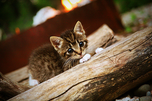 爱游戏官方主页-吉达联合客场战平卫冕冠军，吉达阿vs德黑兰