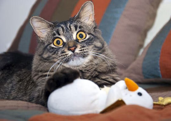 中国篮球青训体系人才选拔与培养机制创新，中国篮球青训体系人才选拔与培养机制创新研究