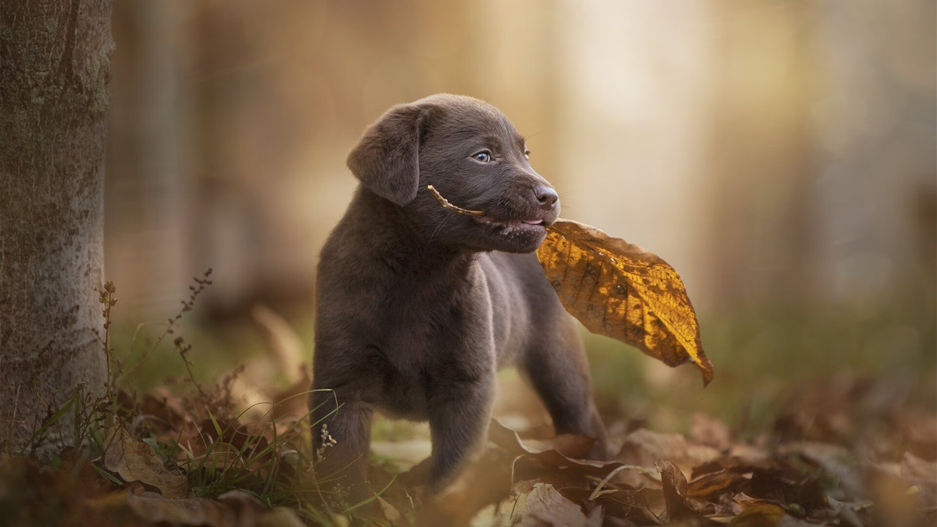 国足落后局面反扑能力排名，国足逆袭