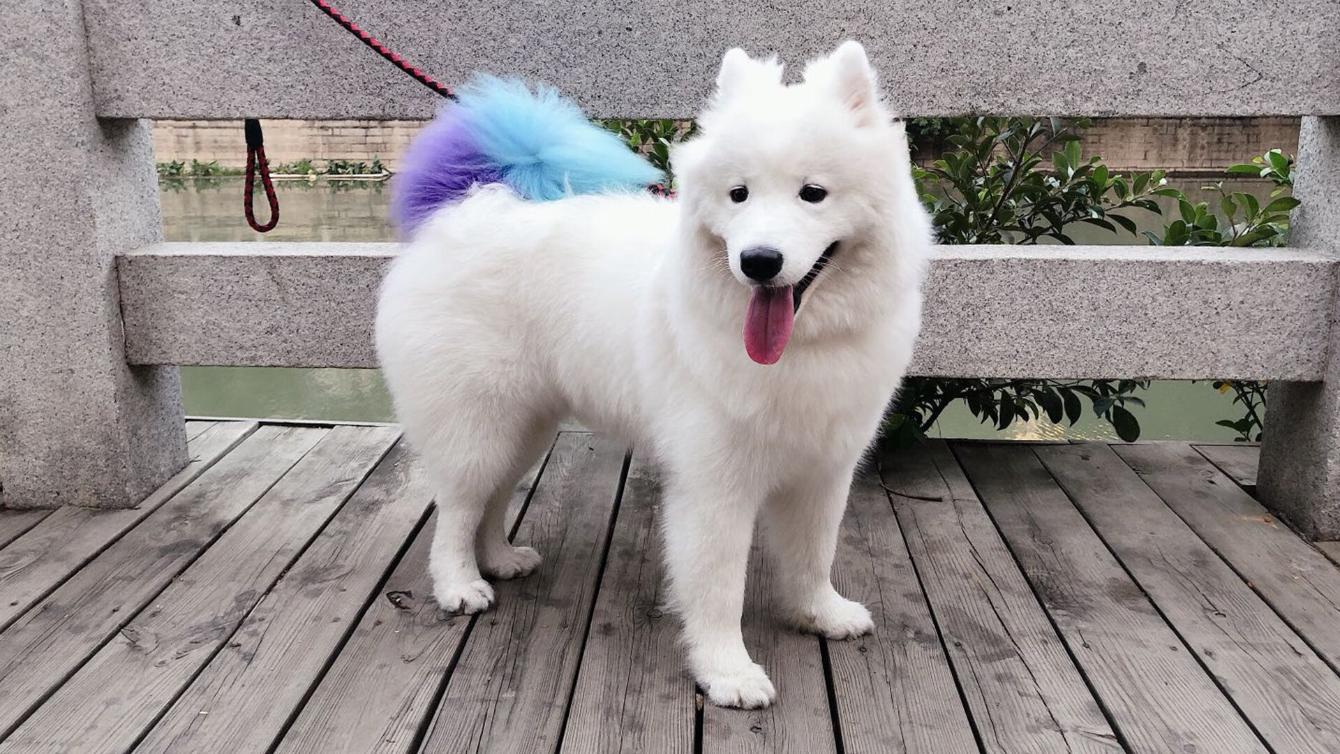 划频变化揭示蝶泳节奏控制,蝶泳划水动作